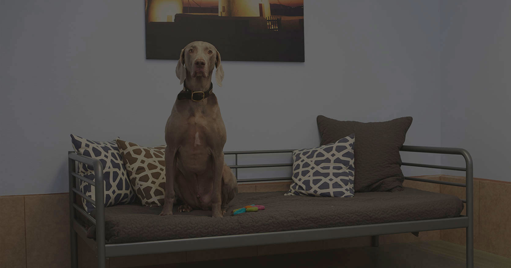 CageFree K9 Camp